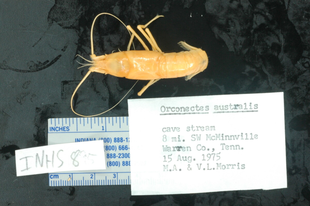 Orconectes australis image